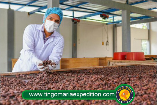 proceso de la elaboracion de chocolate en tingo maria